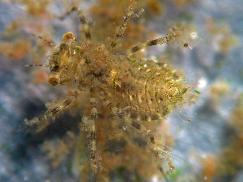 Larva di Anisottero - Crocothemis erythraea